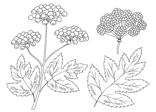 Hogweed graphic black white isolated sketch illustration vector