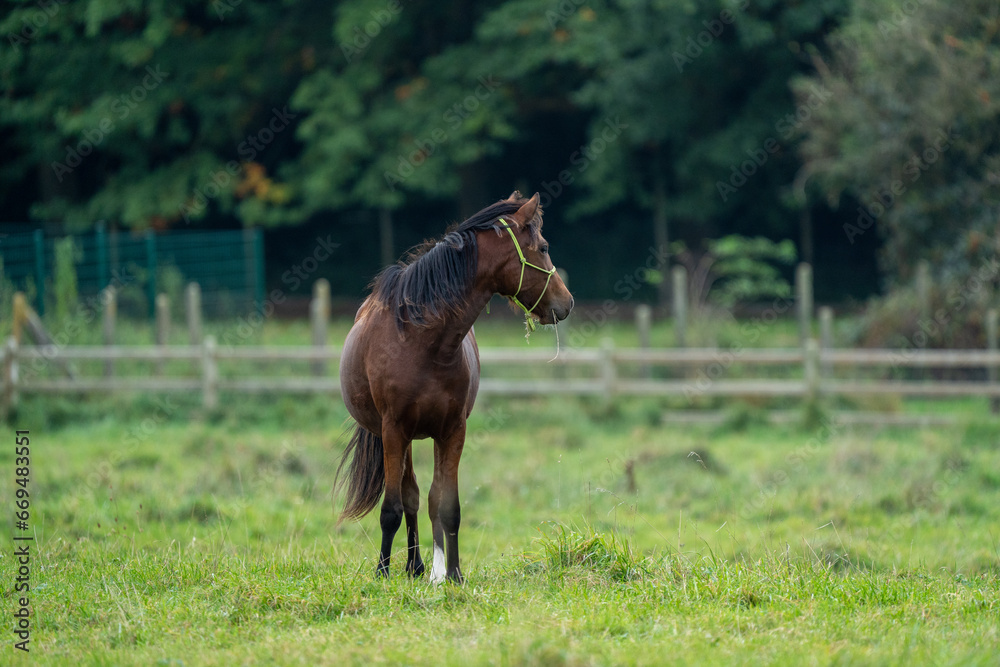 Canvas Prints horse in the field, foal with training halter