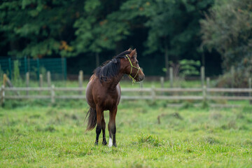 horse in the field, foal with training halter