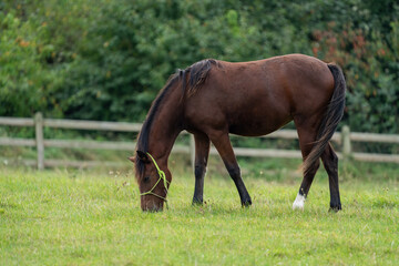 horse in the field, foal with training halter