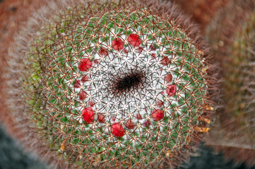 Pierścień czerwonych kwiatów na czubku kaktusa z rodziny mammillaria, Mammillaria rhodantha,  w Ogrodzie Kaktusów, Lanzarote, Wyspy Kanaryjskie, Hiszpania.  - obrazy, fototapety, plakaty