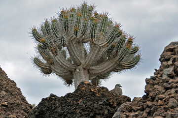 Gołąb sierpówka siedzi pod sukulentem Euphorbia virosa wielkości małego drzewa, rosnącym na skale. Ogród Kaktusów, Lanzarote, Wyspy Kanaryjskie,  Hiszpania. 