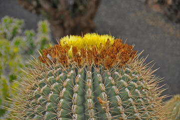 Kwiat kaktusa Ferocactus glaucescens w Ogrodzie Kaktusów, Lanzarote, Wyspy Kanaryjskie, Hiszpania.  - obrazy, fototapety, plakaty