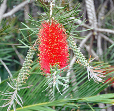 Czerwony kwiat rośliny kuflik kalistemon z rodziny mirtowatych, Callistemon, w Ogrodzie Kaktus&oacute;w, Lanzarote, Wyspy Kanaryjskie, Hiszpania. 