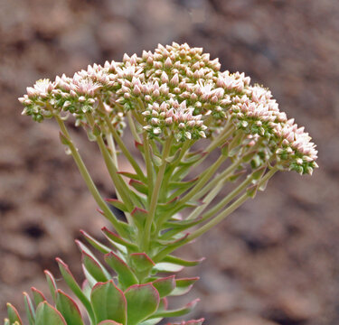 Kwiat rozchodnika Frosty Morn, Sedum erzthrostictum,  w Ogrodzie Kaktusów, Lanzarote, Wyspy Kanaryjskie, Hiszpania. 