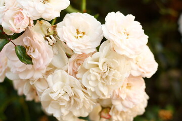 tea rose bush, beige color
