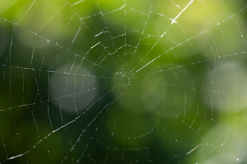 Spider Net in nature with green background with nobody on it - Slovenia