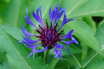 Closeup on the bright blue flower of the Montane knapweed, Centaurea montana