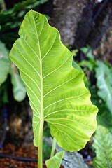 a leaf of a banana tree.