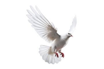 White dove flying on transparent PNG file and Clipping path .freedom concept and international day of peace