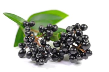 Ligusterbeeren isoliert vor weißem Hintergrund