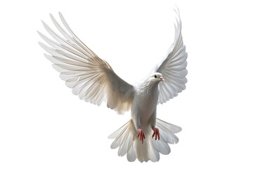 Fototapeta premium White dove flying on transparent PNG file and Clipping path .freedom concept and international day of peace