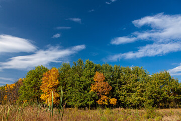 Old dense autumn forest with tall trees on the shore of the lake on a calm bright sunny day. Kreminna Nature Reserve, Lugansk reg., Ukraine.
