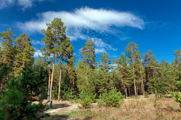 Road near an old dense pine forest with tall trees and a clearing covered with grass on a bright autumn sunny day. Kreminna Nature Reserve, Lugansk reg., Ukraine.