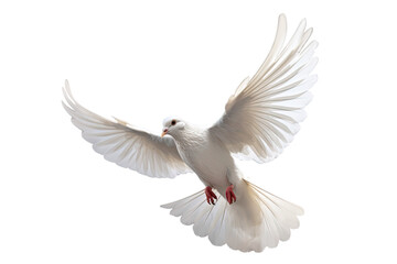 White dove flying on transparent PNG file and Clipping path .freedom concept and international day of peace - 669487539