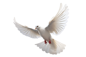 White dove flying on transparent PNG file and Clipping path .freedom concept and international day of peace