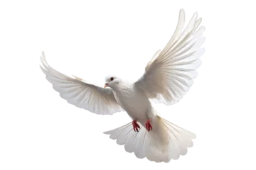 Fotobehang White dove flying on transparent PNG file and Clipping path .freedom concept and international day of peace © sakepaint