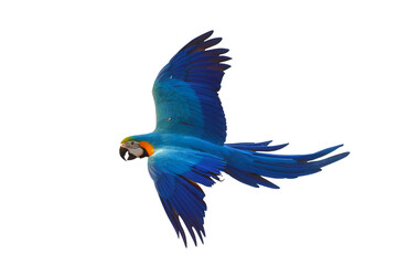 Colorful flying parrot isolated on transparent background png file