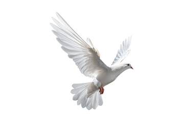 Obraz premium White dove flying on transparent PNG file and Clipping path .freedom concept and international day of peace