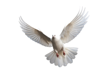 White dove flying on transparent PNG file and Clipping path .freedom concept and international day of peace