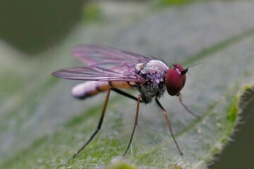 Closeup on a diurnal long-legged fly, Argyra leucocephala