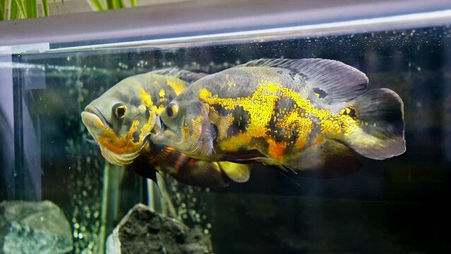 Tiger oscar fish swimming in aquarium. Astronotus ocellatus. Aquatic animals. 4K, UHD