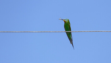 Bee eater on wire with a fly