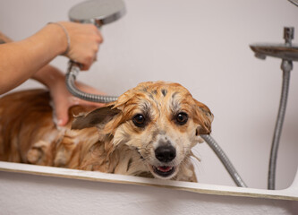 Dog Taking a Bath in a grooming salon. Funny Fluffy Welsh Corgi Pembroke portrait in a bathroom. Professional groomer carefully wash the Corgi dog.