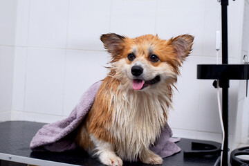 Close up portrait of wet welsh corgi pembroke after taking a shower in a grooming salon. Dog in a...