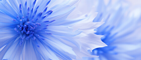 Detailed close-up of Cornflower petals.