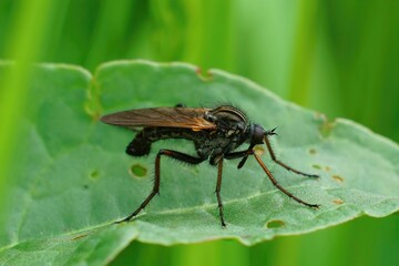 Closeup on a European hanging fly, Empis tessellata sitting on a leaf