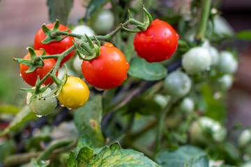 Fresh tomato plants, tomatoes wet from rain