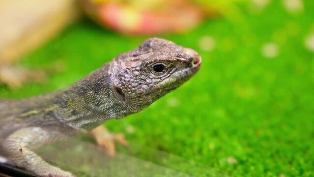 Beautiful lizard resting. Timon lepidus. Close-up in 4K, UHD