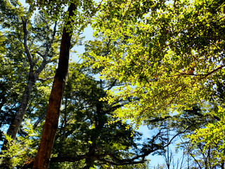 Kepler Walk trail in south Island, New Zealand