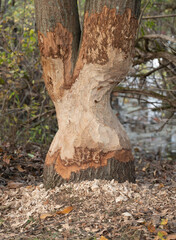 Beaver (Castor canadensis) Chew on Tree in Upstate NY 