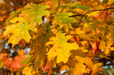 Red Oak (Quercus rubra) Leaves  in Autumn