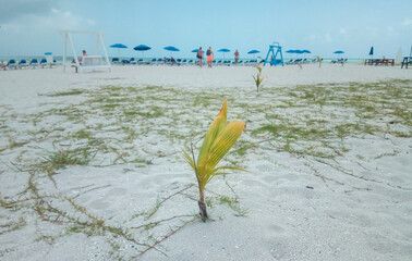 Coconut palm tree on the beach with umbrella and chair. Cuba