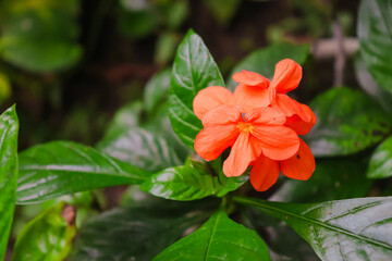 Crossandra infundibuliformis is a flowering plant originating from tropical areas of Asia and Africa. This plant is known for its bright, attractive flowers, which can be orange, red, or yellow depend