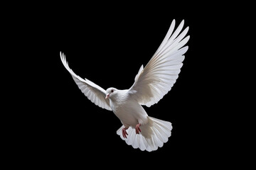 Obraz premium White dove flying on black background free Clipping path .international day of peace 