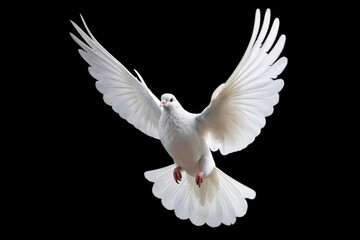 White dove flying on black background free Clipping path .international day of peace 