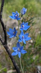 Blue Lady Sun orchid in bloom