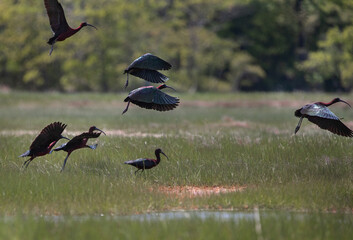 glossy ibis in flight