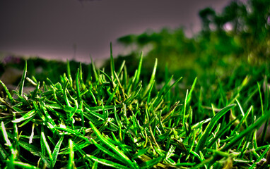 grass in the morning