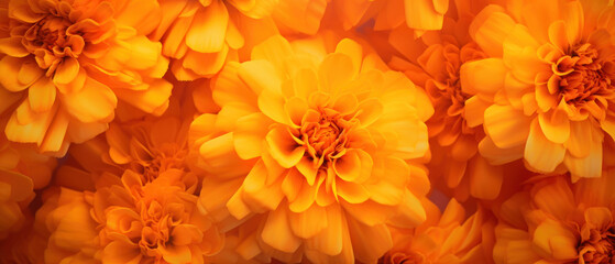 Close-up of Marigold petals.