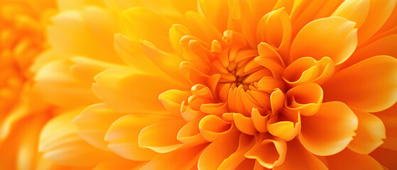 Close-up of Marigold petals.