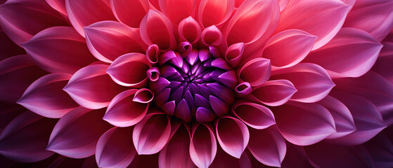Close-up macro capture of a dahlia flower. - obrazy, fototapety, plakaty