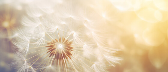 Macro shot of a dandelion highlighting its soft.