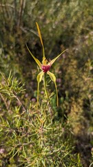 King spider orchid basking in the sun