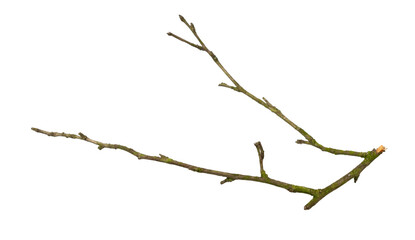 a withered twig on a white isolated background - Powered by Adobe