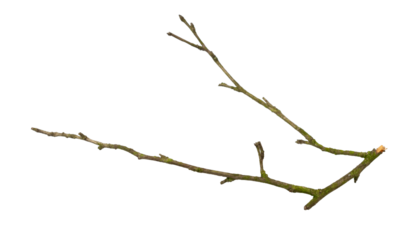 a withered twig on a white isolated background